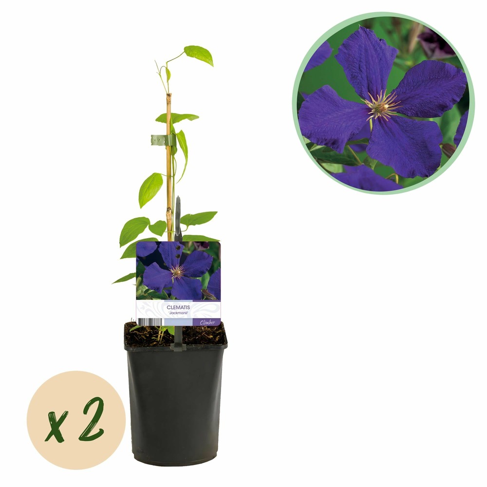 Lot de 2 - clematis jackmanii - fleurs bleues - pot 11cm hauteur 40cm
