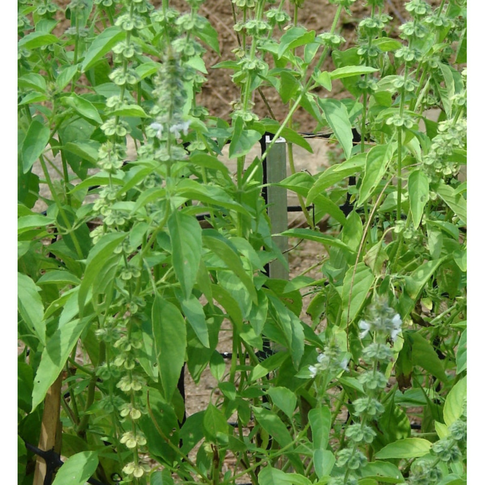 Basilic nufar - prêt à consommer pot de 1,5l - 10/20 cm