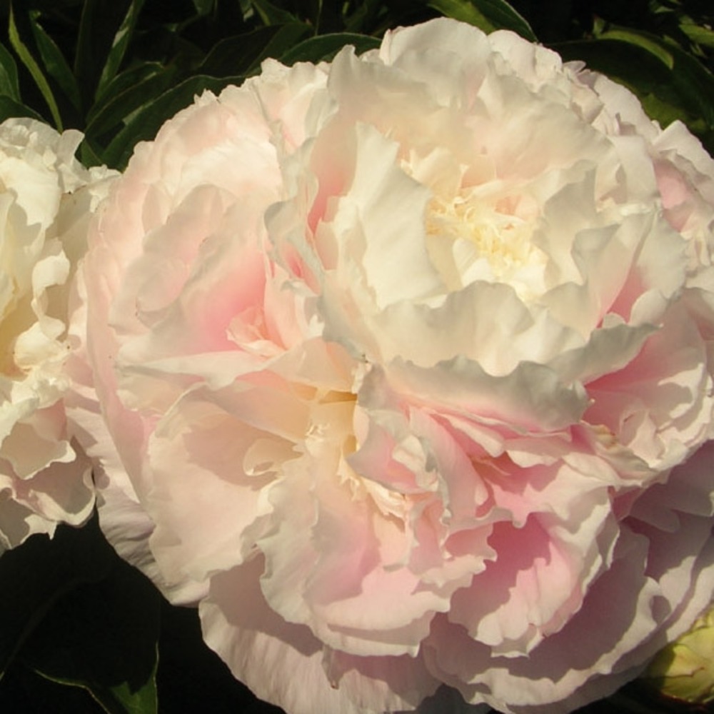Pivoine de chine 'shirley temple' pot de 3l/4l