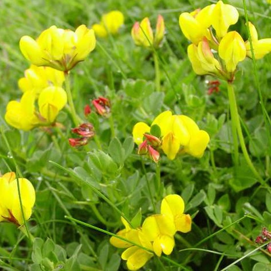 6 x lotier cornicule - lotus corniculatus - godet 9cm x 9cm