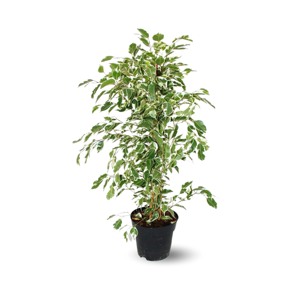 Ficus Benjamina - Twighlight - ↕ 60-70 cm - ⌀ 17 cm - plante d'extérieur