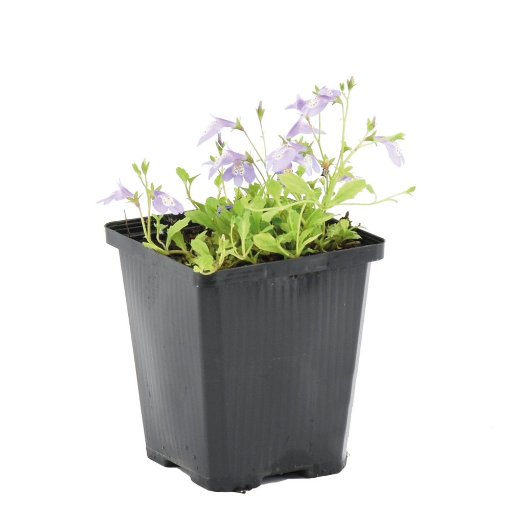 Mazus reptans - mazus rampant - plantes de bassin - plantes aquatiques - hauteur 10-20 cm - pot 9 cm