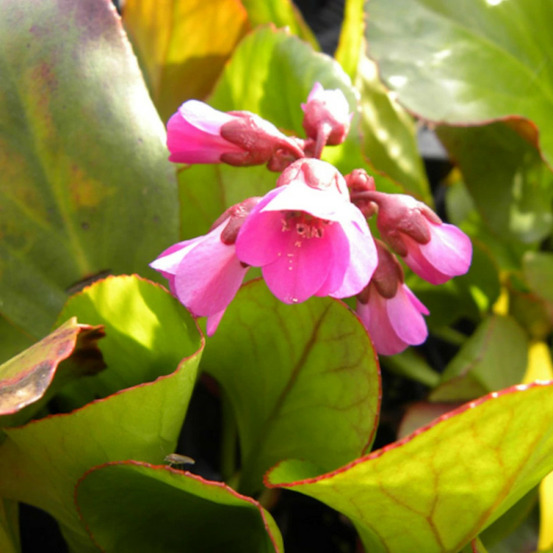 Bergénia rotblum lot de 3 godets