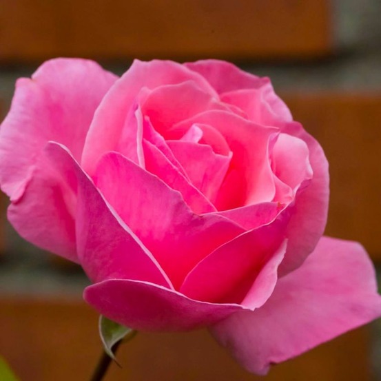 Rosier 'queen elizabeth'