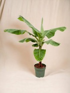 Plante d'intérieur - bananier musa 150cm