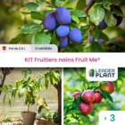 Kit fruitiers nains fruit me ® - lot de 3 variétés en pot de 2,5 l
