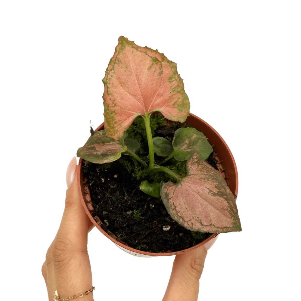 Syngonium 'orm nak' - pot de 8cm
