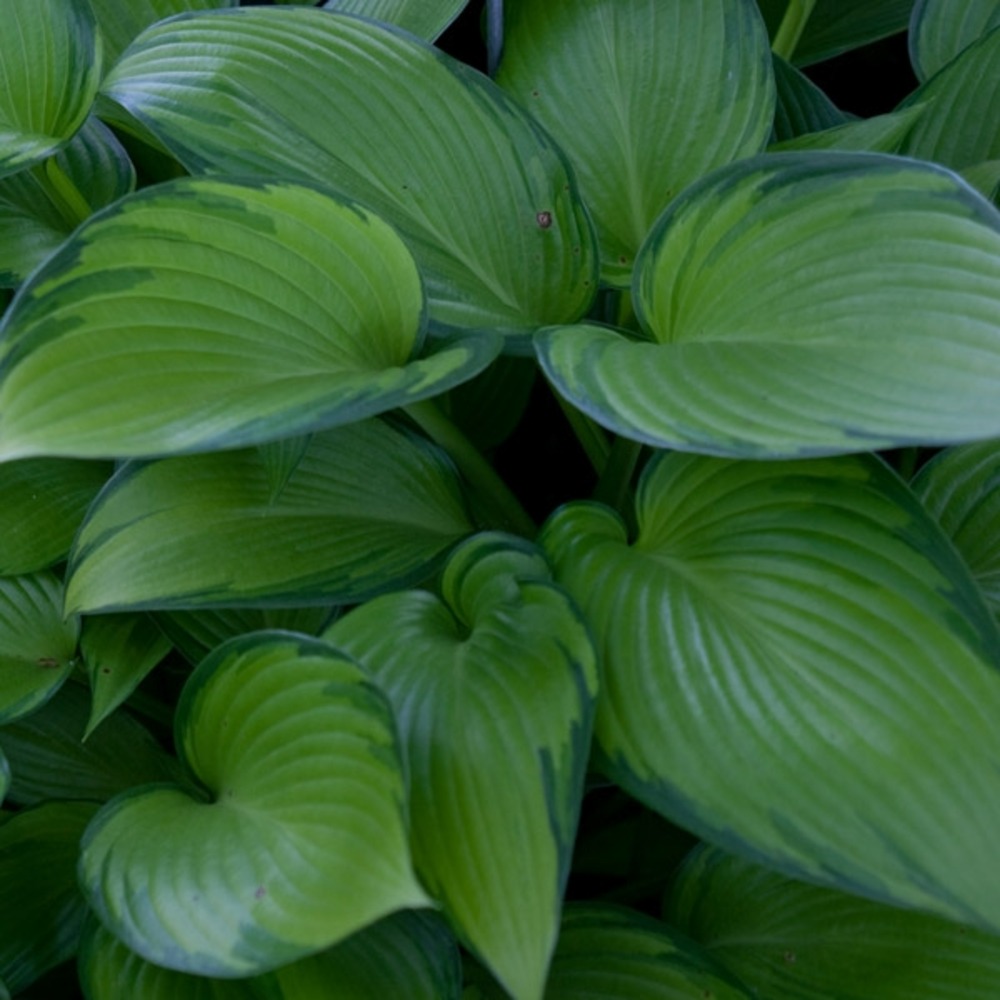Hosta 'june fever' pot de 1,5l/2l