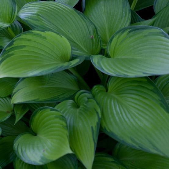 Hosta 'june fever' pot de 1,5l/2l