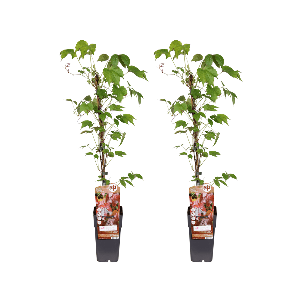 Parthenocissus tricuspidata 'veitch boskoop' - lot de 2 - ↕65cm - plante d'extérieur