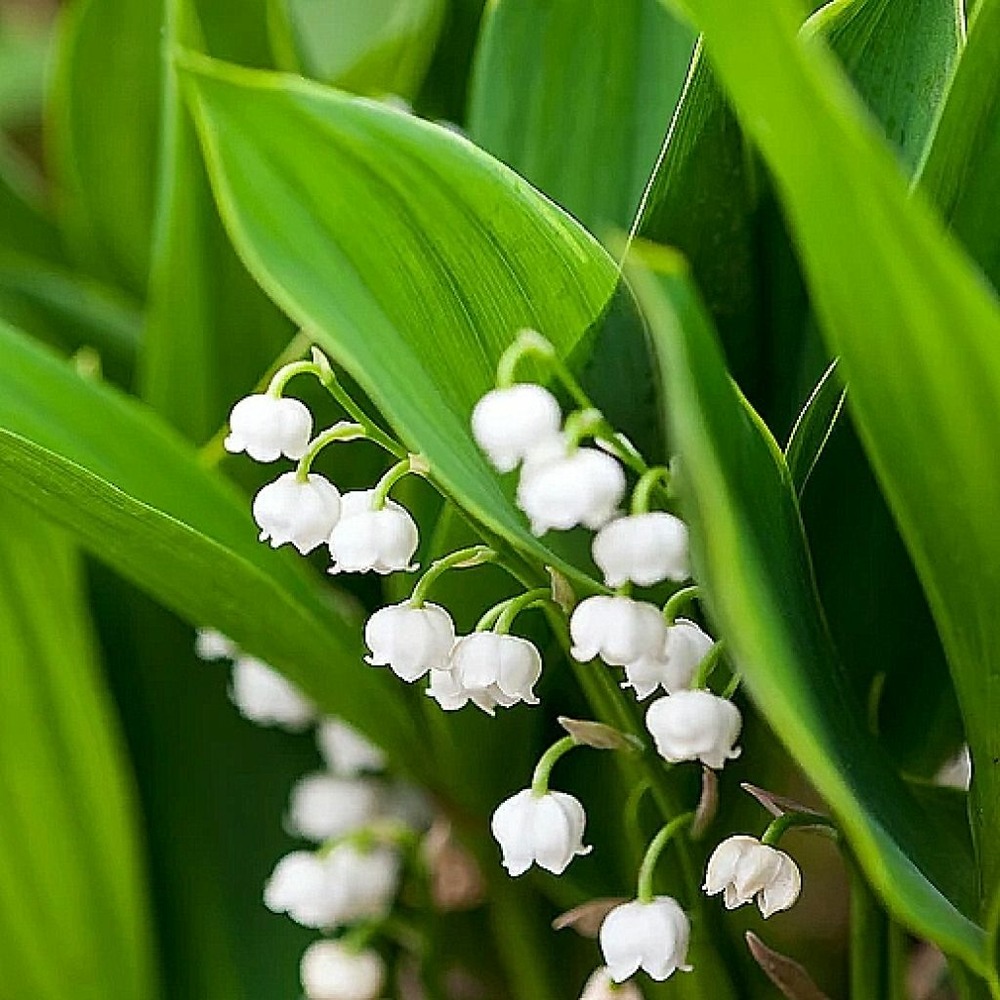 Muguet 'hardwick hall' godet de 8/9 cm