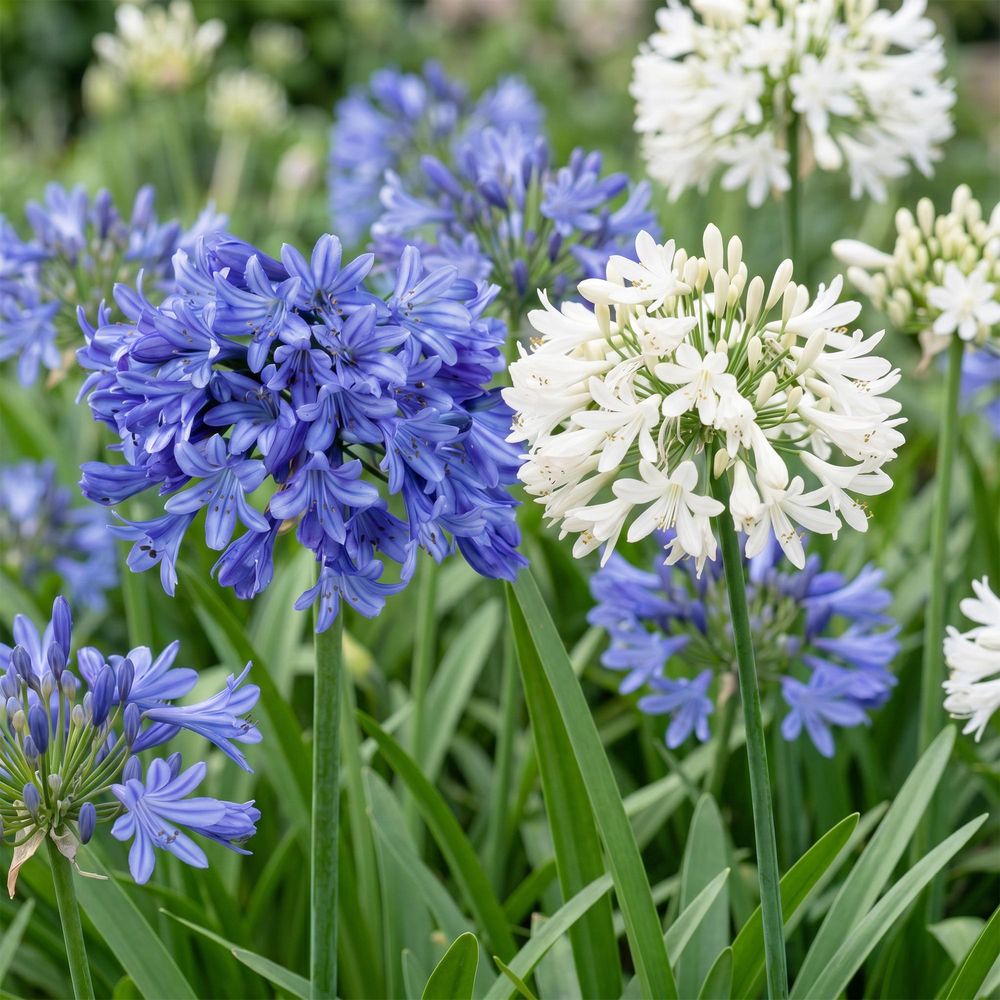 Agapanthes en mélange 2 coloris - bleu et blanc - pot de 11cm - hauteur 15-25 cm - plante d’extérieur - lot de 24