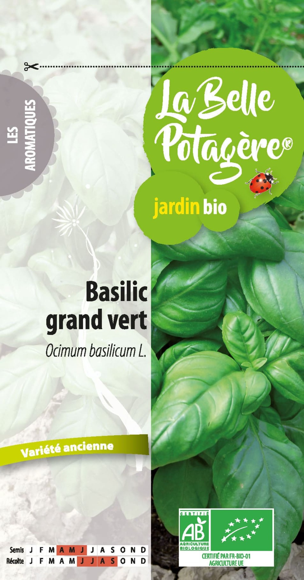 Basilic grand vert 0,5 g
