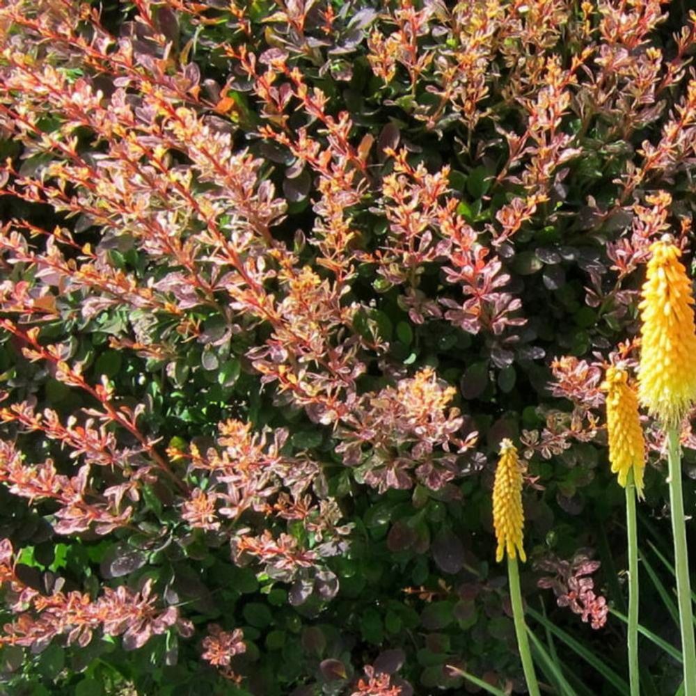 Epine-vinette admiration®, berberis pot de 3l - 20/40 cm
