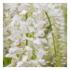 Glycine du japon floribunda snow showers/wisteria floribunda snow showers[-]pot de 3l - echelle bambou 60/120 cm