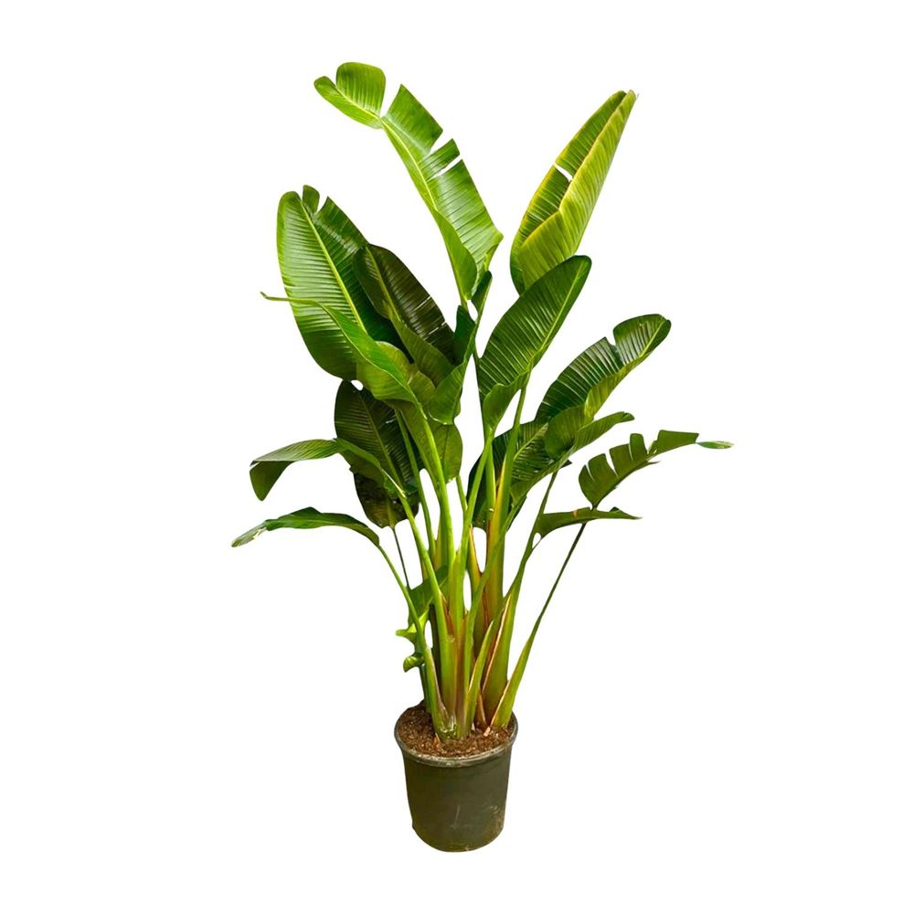 Strelitzia augusta - plantes d'intérieur