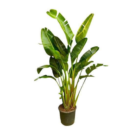Strelitzia augusta - plantes d'intérieur