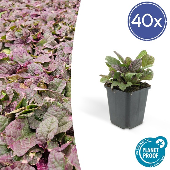 Bugle rampant 'burgundy glow' x40 – entre 2,5 et 3,33m2