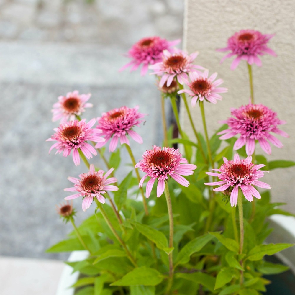 Échinacée pourpre butterfly kisses - le pot / ø 8cm