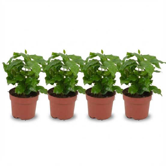 Lot de 4 - coffea arabica caféier - hauteur: 25 cm - h25 cm