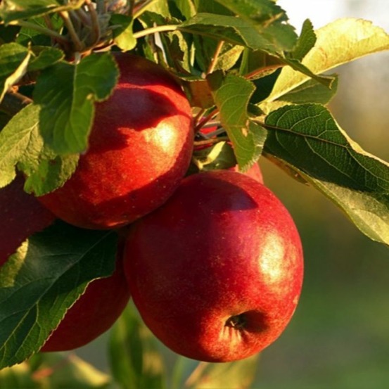 Pommier 'fuji' (malus domestica 'fuji')