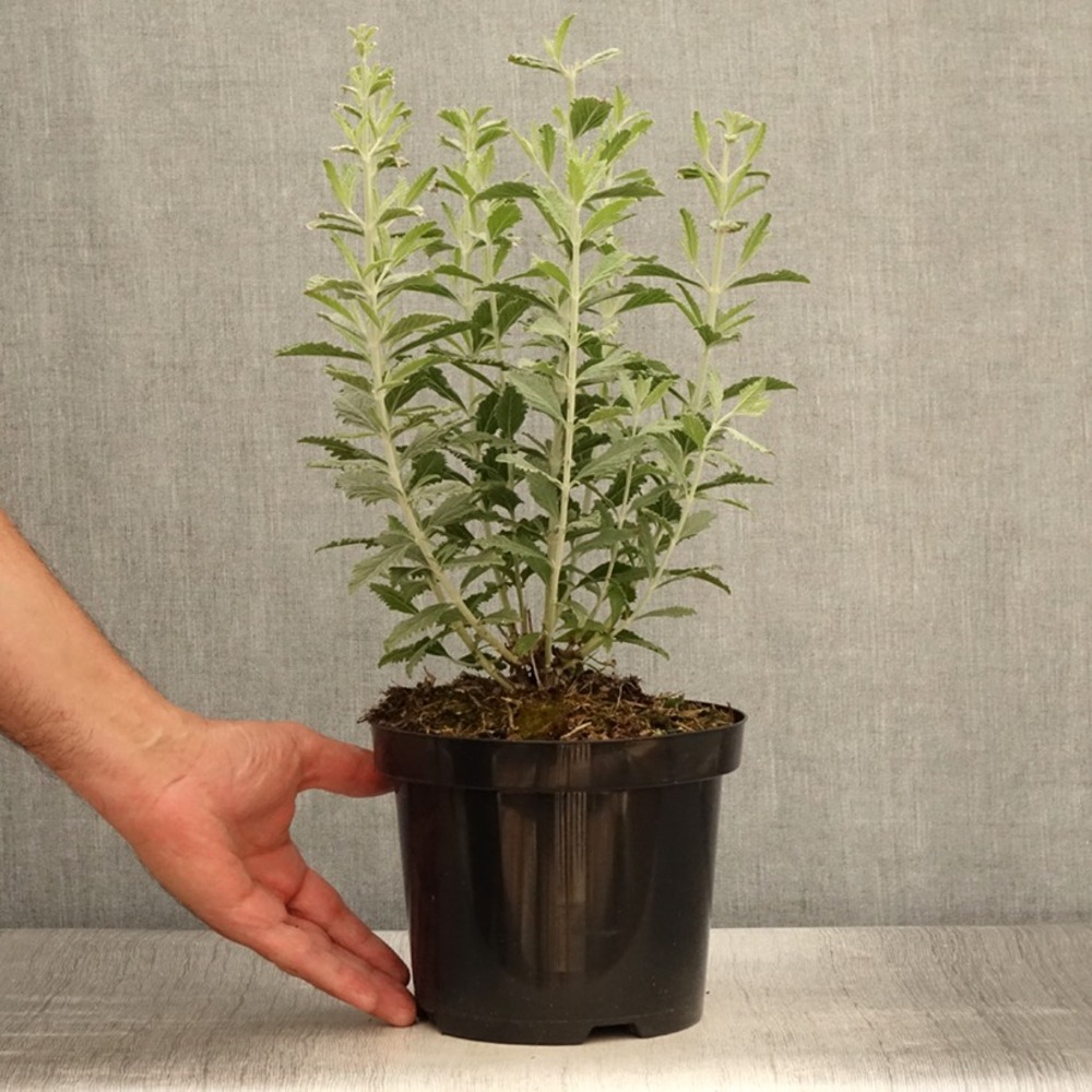 Sauge d'afghanistan 'silvery blue' pot de 1,5l/2l