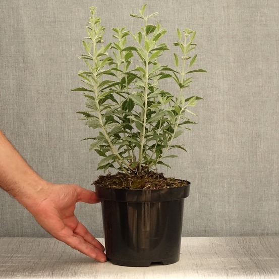 Sauge d'afghanistan 'silvery blue' pot de 1,5l/2l