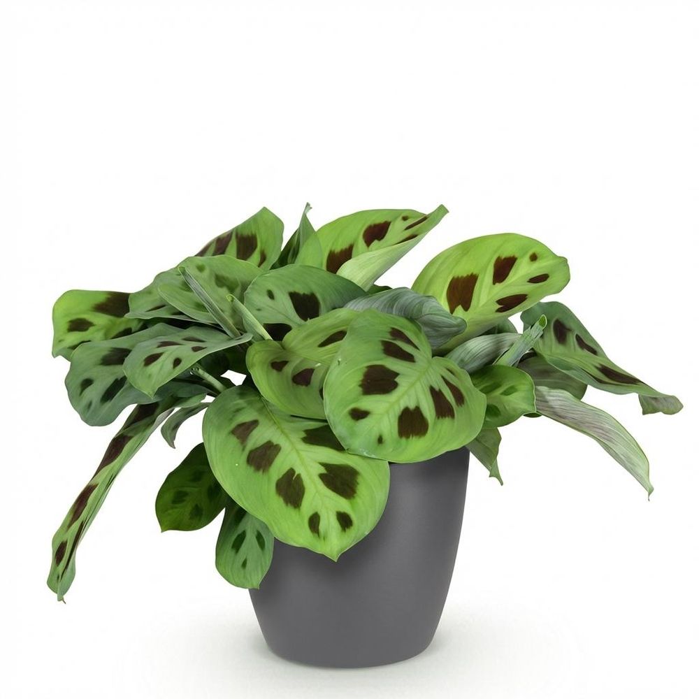 Maranta fascinator kerchoveana - pet-friendly - pot de 12cm - hauteur 25cm