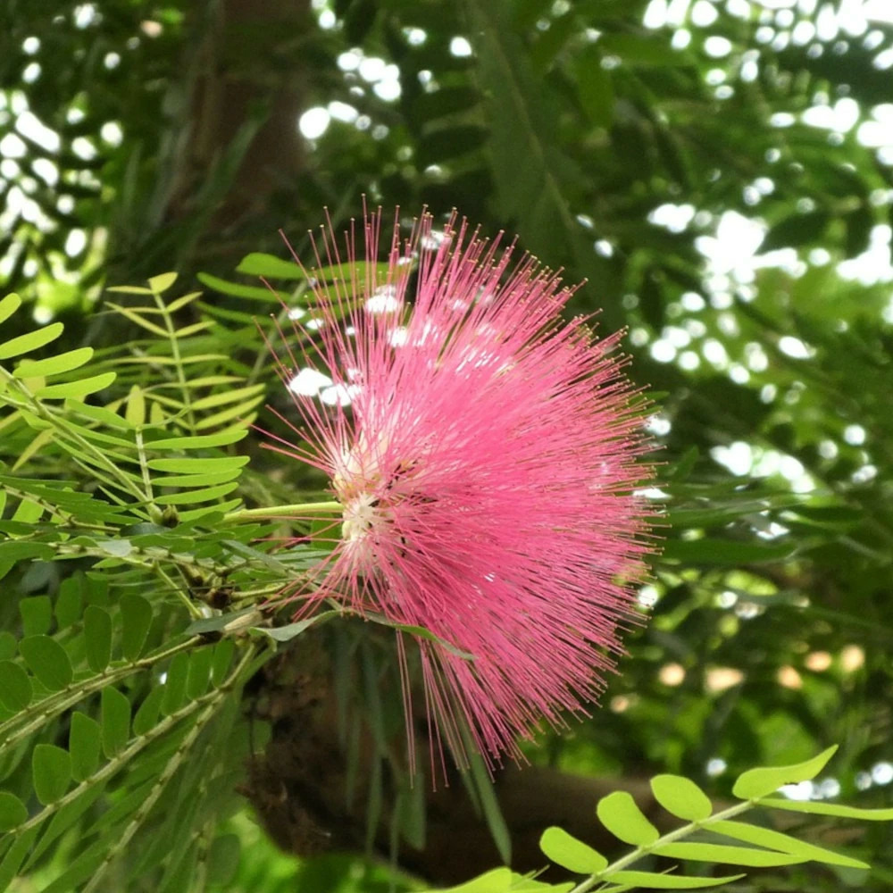 Pompon du marin - calliandra surinamensis pot de 3l - 40/60 cm