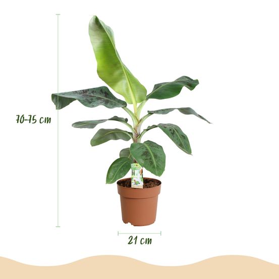 Musa acuminata nain cavendisch - h70 cm