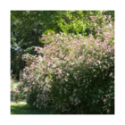 Abélie à grandes fleurs/abelia grandiflora[-]pot de 1,5l - 10/20 cm