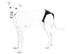 Culotte de protection hygiènique chienne pet • chaleurs • taille 2 : 38-45 cm