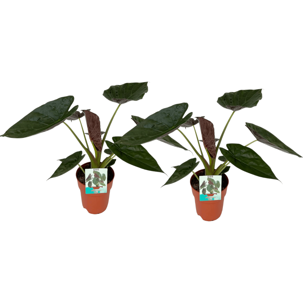 Alocasia wentii - 2 pièces - ø19cm - ↕85cm - plantes d'intérieur