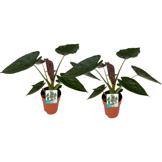 Alocasia wentii - 2 pièces - ø19cm - ↕85cm - plantes d'intérieur