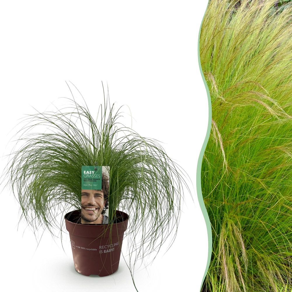 Cheveux d'ange 'pony tails' - pot 17 cm - hauteur 50 cm