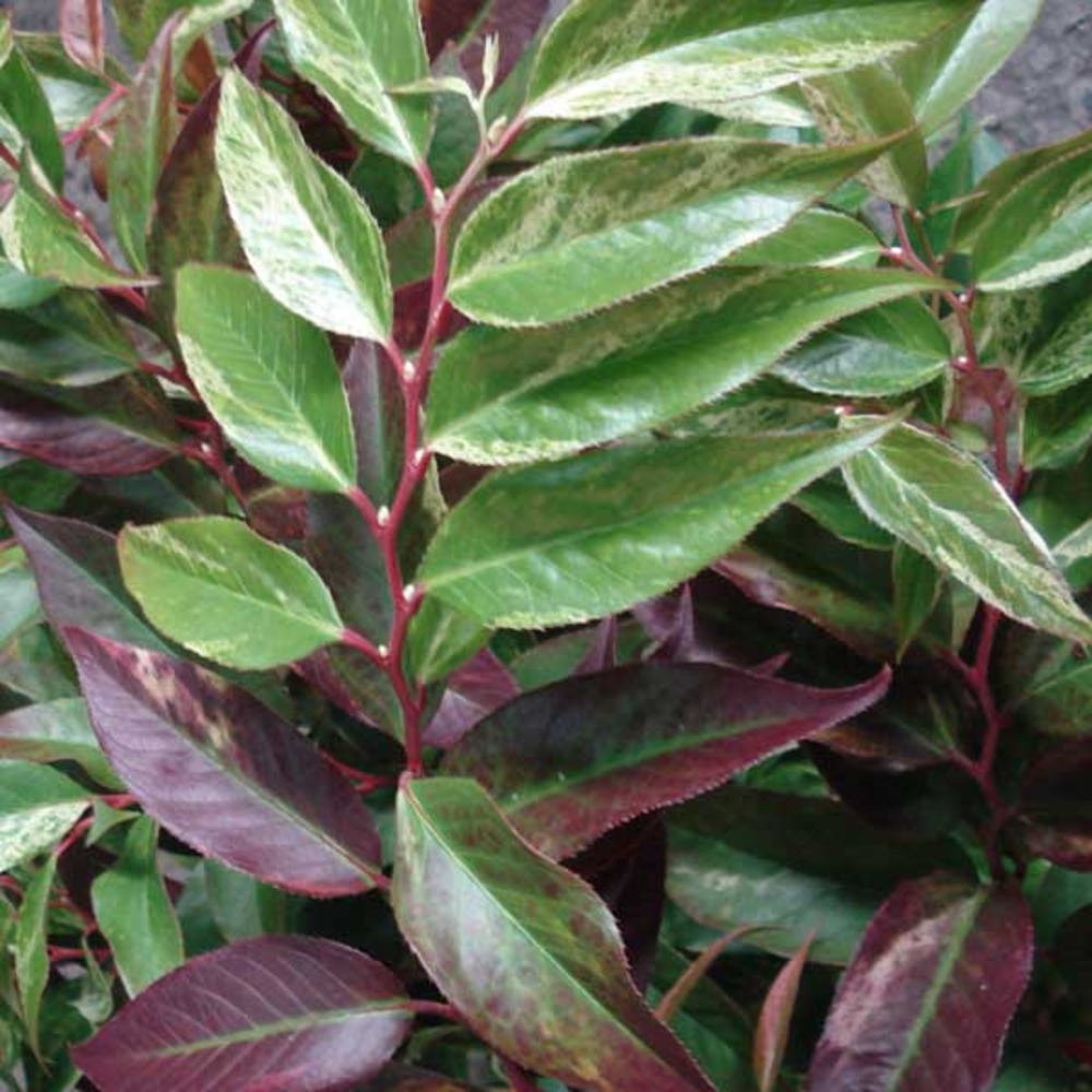 Leucothoe walteri 'rainbow' pot de 7,5l/10l