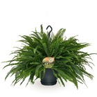 Plante d'intérieur - nephrolepis green lady hangpot 60.0cm