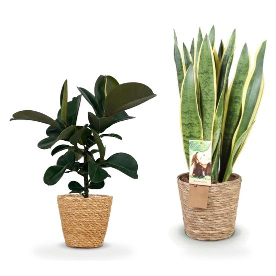 Duo salon facile en panier — ficus elastica cloe & sansevieria laurentii