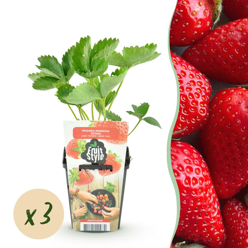 Fraisier fragaria elvira – lot de 3 – pot 9 cm