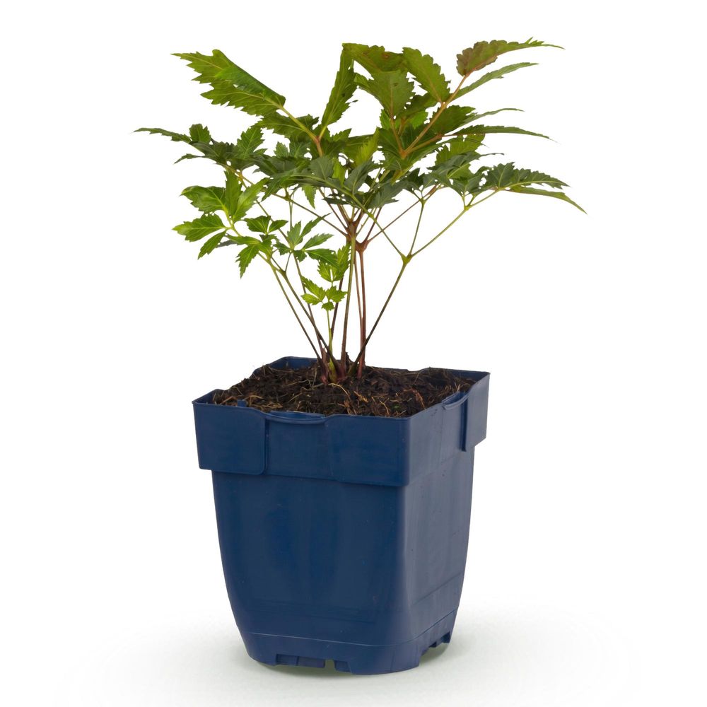 Astilbe 'fanal' - pot 11 cm - hauteur 25 cm