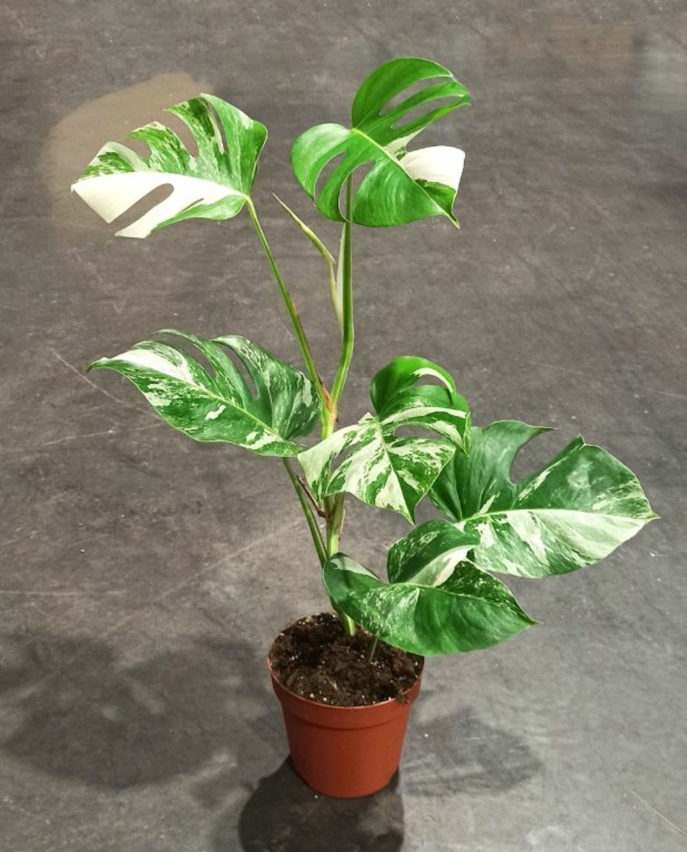 Monstera deliciosa variegata - plante panachée rare - d. 17cm h. 45cm - plante d'intérieur
