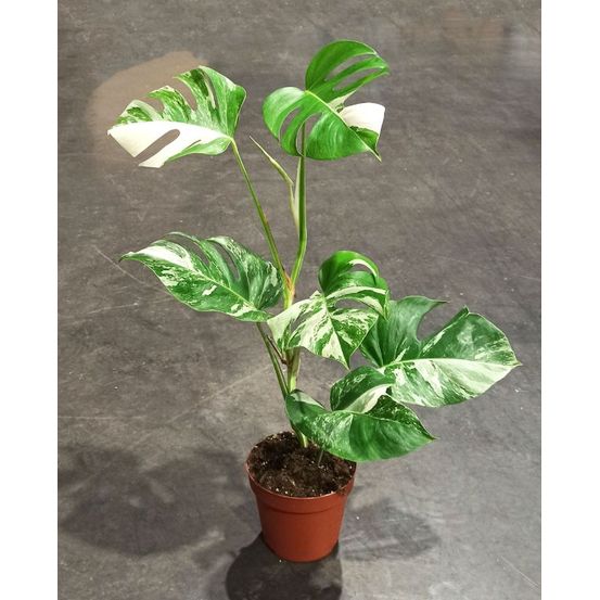 Monstera deliciosa variegata - plante panachée rare - d. 17cm h. 45cm - plante d'intérieur