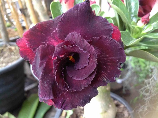 Adenium obesum cv.ammata caudex d'environ 300g 20/25cm -violet