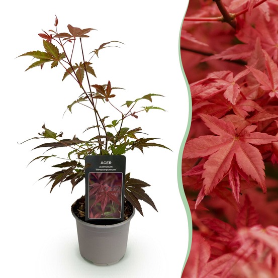 Acer palmatum atropurpureum – pot 12 cm – hauteur 35 cm