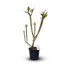 Plumeria rubra frangipanier - plante fleurie - ↕ 100-110 cm - ⌀ 26 cm - plante d'intérieur & extérieur - fleur rose