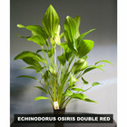 Plante aquatique : Echinodorus Osiris Dub Rood XXL en pot