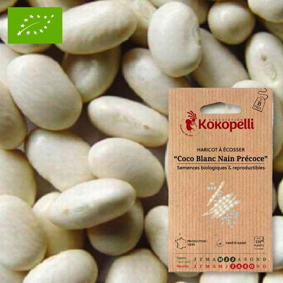 Haricot coco blanc- graines bio à semer