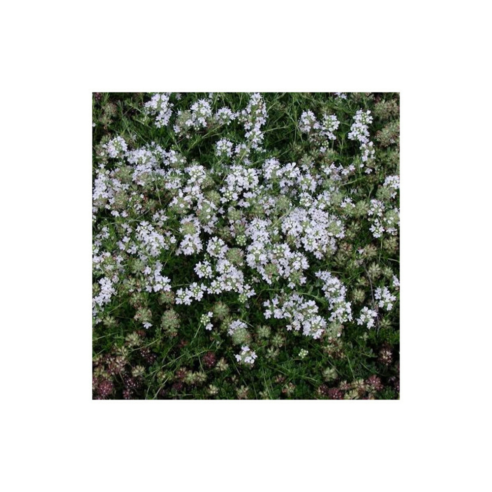 Thym précoce albiflorus lot de 3 godets