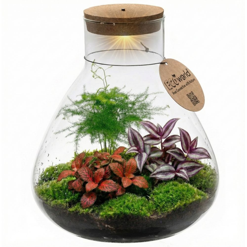 Terrarium pour plantes ø 30 cm - écosystème fermé en verre