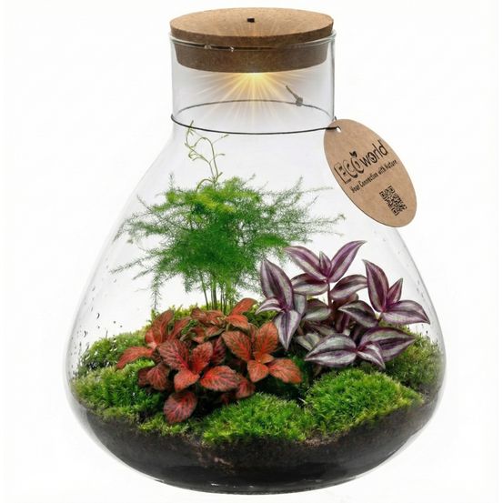 Terrarium pour plantes ø 30 cm - écosystème fermé en verre
